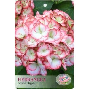 Hydrangea Macrophylla "Hovaria Ripple" boerenhortensia