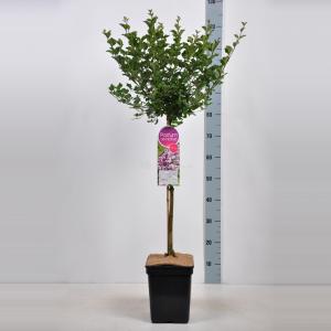 Dwergsering op stam (syringa meyeri "Palibin")
