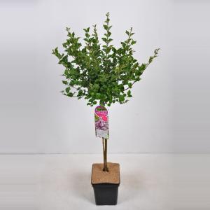 Dwergsering op stam (syringa meyeri "Palibin")