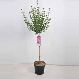 Dwergsering op stam (syringa meyeri "Palibin")