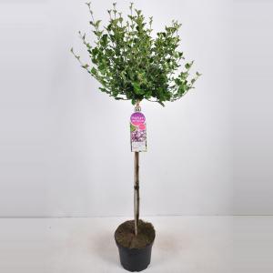 Dwergsering op stam (syringa meyeri "Palibin")