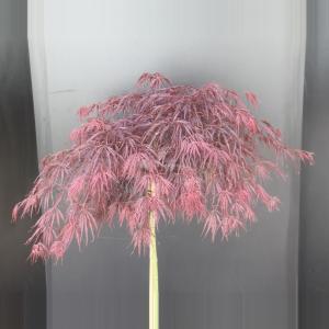 Japanse esdoorn op stam (Acer palmatum "Garnet") heester