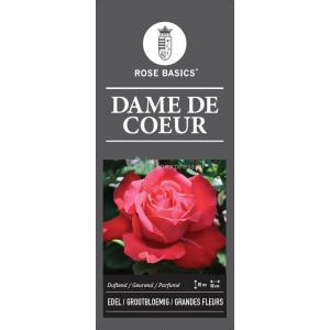 Grootbloemige roos (rosa "Dame de Coeur") 
