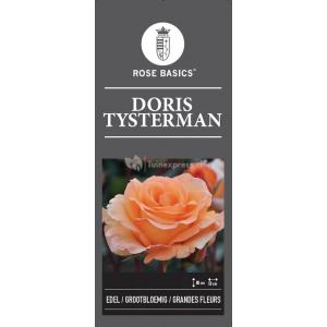 Grootbloemige roos (rosa "Doris Tijsterman")