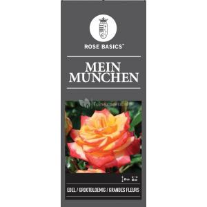 Grootbloemige roos (rosa "Mein Munchen")