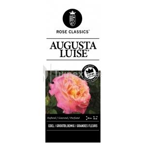 Grootbloemige roos (rosa "Augusta Luise"®)