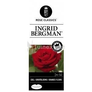 Grootbloemige roos (rosa "Ingrid Bergman"®