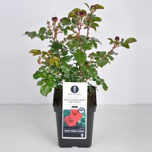 Trosroos (rosa "Red Leonardo da Vinci"®)