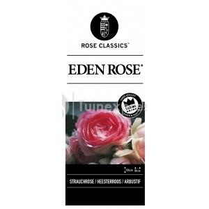 Heesterroos (rosa "Eden Rose"®)