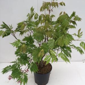 Japanse esdoorn (Acer Japonicum "Aconitifolium") heester