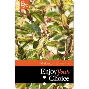 Druifheide (Leucothoe fontanesiana “Makijaz” PBR) heester