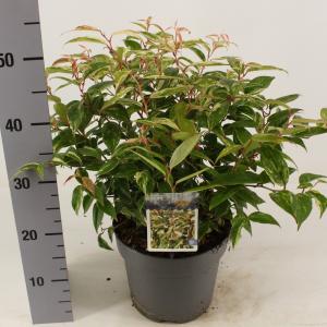 Druifheide (Leucothoe fontanesiana “Makijaz” PBR) heester