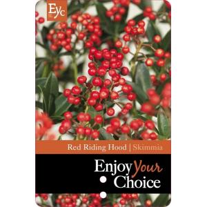 Skimmia (Skimmia Japonica “Red Riding Hood”) heester