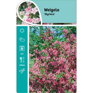 Weigela struik Styriaca