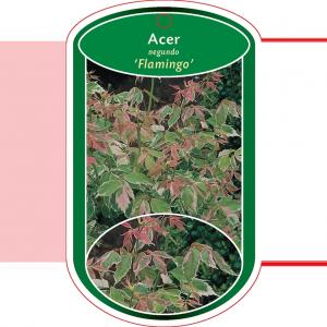 Vederesdoorn (Acer Negundo "Flamingo")