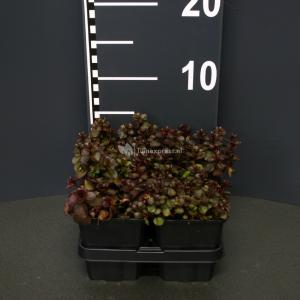 Vetkruid (sedum spurium "Schorbuser Blut") bodembedekker