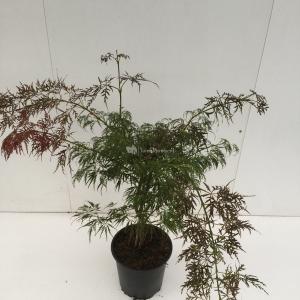 Japanse esdoorn (Acer palmatum "Ornatum") heester