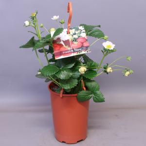 Aardbei (Fragaria Fragoo)