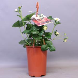 Aardbei (Fragaria Fragoo)