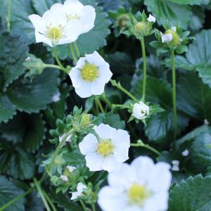Aardbei (Fragaria Fragoo)