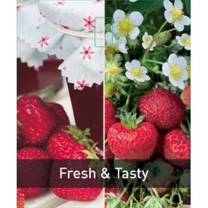 Aardbei (Fragaria Fragoo)