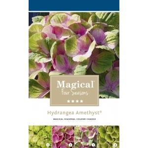 Hydrangea Macrophylla "Magical Amethyst Roze"® boerenhortensia