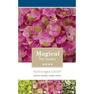 Hydrangea Macrophylla "Magical Coral Pink"® boerenhortensia