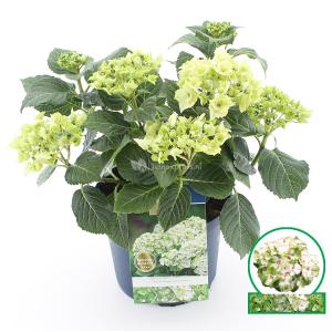 Hydrangea Macrophylla "Magical Noblesse"® boerenhortensia