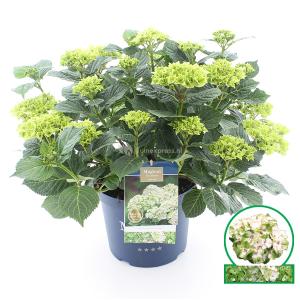 Hydrangea Macrophylla "Magical Noblesse"® boerenhortensia