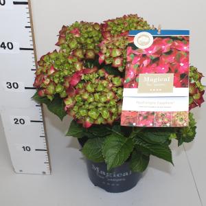 Hydrangea Macrophylla "Magical Sapphire"® boerenhortensia