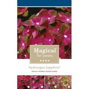 Hydrangea Macrophylla "Magical Sapphire"® boerenhortensia