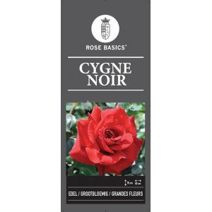 Grootbloemige roos (rosa "Cygne Noir")