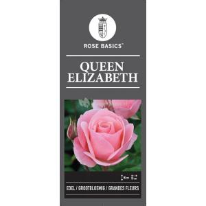 Grootbloemige roos (rosa "Queen Elizabeth")