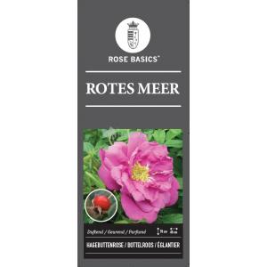 Bottelroos (rosa "Rotes Meer")