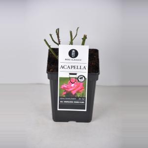 Grootbloemige roos (rosa "Acapella"®)