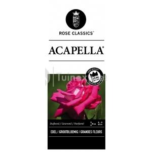 Grootbloemige roos (rosa "Acapella"®)