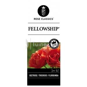 Trosroos (rosa "Fellowship"®)