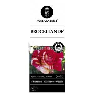 Grootbloemige klimroos (rosa "Broceliande"®)