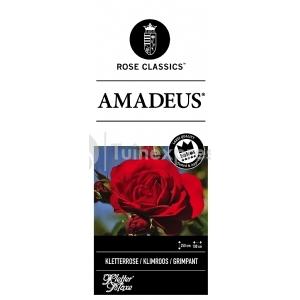 Klimroos (rosa "Amadeus"®)