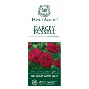 Engelse roos (rosa "Darcey Bussel"®)