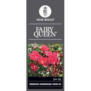 Trosroos op stam (rosa "Fairy Queen"®)