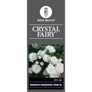 Trosroos op stam (rosa "Crystal Fairy"®)