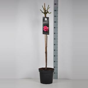 Grootbloemige roos op stam 90 cm (rosa "Criterion")