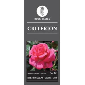 Grootbloemige roos op stam 90 cm (rosa "Criterion")