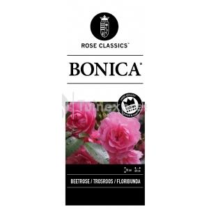 Trosroos op stam (rosa "Bonica"®)