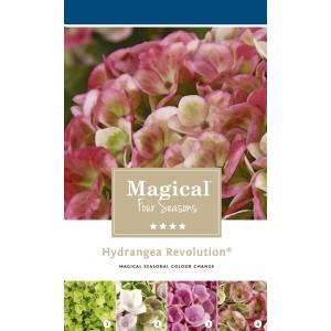 Hydrangea Macrophylla "Magical Revolution Roze"® boerenhortensia