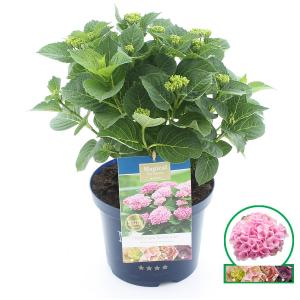Hydrangea Macrophylla "Magical Revolution Roze"® boerenhortensia