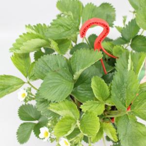 Aardbei (fragaria x ananassa "Tenira") fruitplanten