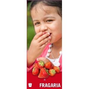Aardbei (fragaria x ananassa "Tenira") fruitplanten