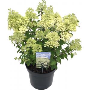 Hydrangea Paniculata "Bobo"® pluimhortensia